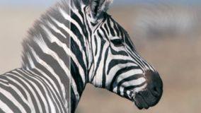 Формат SmartContrast 20 000 000:1