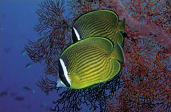 BenQ MW665 Wireless Network Projector